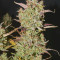 Blood Orange Sorbet cannabis strain