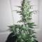 Chemdog #4 (BlimBurn Seeds)