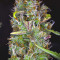 Semi femminizzati Cherry Bomb Auto
