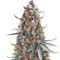 Fast Flowering Green Crack (Humboldt Seeds Organization)