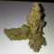 Gelato Auto feminized seeds (Original Sensible Seeds)