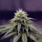 Ghost Train Haze #1 (Rare Dankness Seeds) Cannabis-Samen