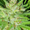 Graines de cannabis Guawi (Ace Seeds)