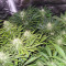 Graines de cannabis Kong 47 (Dr. Underground)