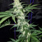 Mexican Sativa Seeds