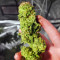Graines de cannabis Midnight Kush (G13 Labs)