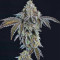 Panama D.C. Seeds