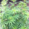 Panama strain