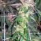Sherbet (Seedstockers)