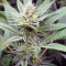 Graines de cannabis JillyBean regular (TGA Subcool Seeds / SubCool’s The Dank)