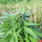 Super Skunk Seeds (Seedstockers)