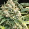 Mix Pack Seeds (Seedstockers)