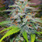 Candy Kush Auto feminized seeds