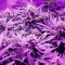 Candy Kush Fast Version Feminized Seeds (EGS)