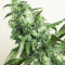 Graines de cannabis Digweed (House of the Great Gardener Seeds)