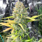 Dozy Sith Feminized Seeds (AlphaFem Seeds)