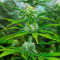 Graines de cannabis Fast & Vast Auto (Heavyweight Seeds)