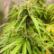Green Crack Auto Seeds