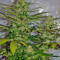 Semi femminizzati Jack Herer (Green House Seeds)