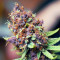 Purple Punch OG Feminized Seeds (Sweet Seeds)