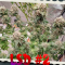 LSD Seeds - Cannabis Strain Seeds for Sale