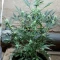 Gorilla Cookies Seeds