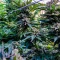 Eleven Roses Seeds (Delicious Seeds) - Cannabis Strain Seeds for Sale