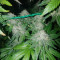 Vente de graines de cannabis Sunset Sherbet (Pyramid Seeds)