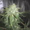 Auto Purple Gorilla Seeds