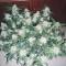 Purple Punch Seeds (Fast Buds) - Cannabis Strain Seeds for Sale