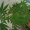 Glue Sherbert Seeds (AlphaFem Seeds) - Cannabis Strain Seeds for Sale