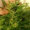 Buy Cookies Kush feminized seeds by Barney's Farm