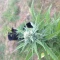 Money Maker Seeds - Cannabis Strain Seeds for Sale