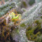 Vente de graines de cannabis Blueberry OG (Barney's Farm)