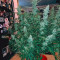 Amnesia Haze Seeds - Cannabis Strain Seeds for Sale