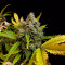 Sweet Skunk F1 Fast Version (Sweet Seeds)
