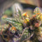 Semi femminizzati Girl Scout Cookies Auto in vendita da Original Sensible Seeds
