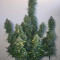 Auto Colorado Cookies Seeds - Cannabis Strain Seeds for Sale