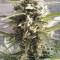 Buy Buddha Assorted Auto Seed Mix by Buddha Seeds