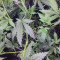 Acquista semi femminizzati Hawaii Maui Waui di Nirvana Seeds