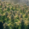 Auto Gorilla Blue Seeds - Cannabis Strain Seeds for Sale