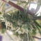 Compre sementes feminizadas de Strawberry Cough da Dutch Passion