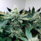Girl Scout Cookies Seeds (Blimburn Seeds) - Cannabis Strain Seeds for Sale