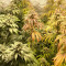 CBG Zerodue Seeds - Cannabis Strain Seeds for Sale
