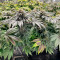 Cookies Gelato Seeds (Royal Queen Seeds) - Cannabis Strain Seeds for Sale