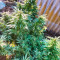 Achetez des graines féminisées Mimosa Shot par Herbies Seedbank