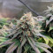 CBD Critical Cure Seeds - Cannabis Strain Seeds for Sale