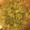 Runtz Muffin Seeds (Barney’s Farm)
