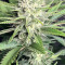GG4 Sherbet Fast Flowering fem cannabis seeds for sale