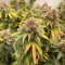 Sour Strawberry feminized seeds (Barney's Farm)